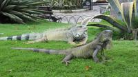 Guayaquil - Park der Leguane