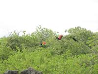 Galapagos - Insel Lobos - Fregatt-Vögel