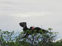 Galapagos - Insel Lobos - Fregatt-Vogel