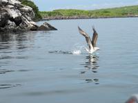 Galapagos - Insel Lobos - Blaufuß-Tölpel