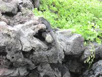Galapagos - Insel Lobos -  Meeresechse
