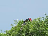 Galapagos - Insel Lobos - Fregatt-Vogel