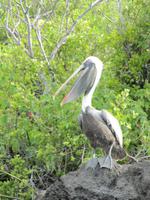 Galapagos - Insel Lobos - Pelikan