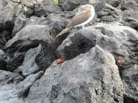 Galapagos - Insel Lobos - BlaufuÁ-Tölpel