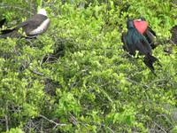 Galapagos - Insel Lobos - Fregatt-Vögel