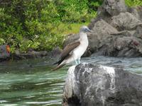Galapagos - Insel Lobos - BlaufuÁ-Tölpel