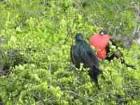 Galapagos - Insel Lobos - Fregatt-Vögel
