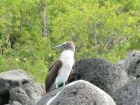 Galapagos - Insel Lobos - BlaufuÁ-Tölpel