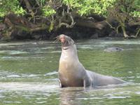 Galapagos - Insel Lobos - Seelöwe