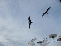 Galapagos - Fregatt-Vögel