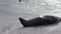 Galapagos - Espanola - Robbe