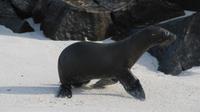Galapagos - Espanola - Seelöwe