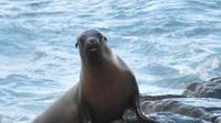Galapagos - Espanola - Seelöwe
