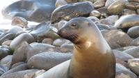 Galapagos - Espanola - Seelöwe