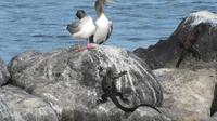 Galapagos - Espanola - Gabelschwanzmöwe und Meeresechsen
