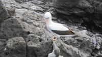 Galapagos - Espanola - Maske-Tölpel