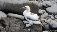Galapagos - Espanola - Junger Tölpel