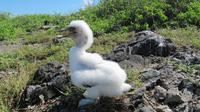 Galapagos - Espanola - Junger Tölpel