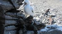 Galapagos - Espanola - Meersechse und Masken-Tölpel