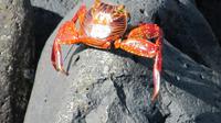 Galapagos - Espanola - Krabbe