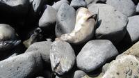 Galapagos - Espanola - Seelöwe