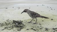 Galapagos - Espanola -Spottdrossel