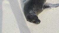 Galapagos - Espanola -Gadner-Bucht - Seelöwe