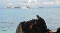 Galapagos - Espanola -Gadner-Bucht - Meeresechse