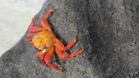 Galapagos - Espanola -Gadner-Bucht - Krabbe