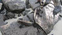 Galapagos - Espanola -Gadner-Bucht -  Meeresechsen
