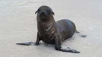 Galapagos - Espanola -Gadner-Bucht -  Seelöwe
