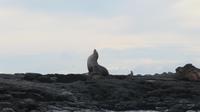 Galapagos - Floreana - Seelöwe