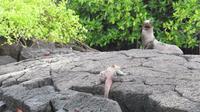 Galapagos - Floreana - Seelöwen und Meeresechse