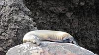 Galapagos - Floreana - Teufelskrone - Seelöwe