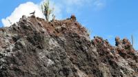 Galapagos - Floreana - Teufelskrone -