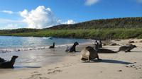 Galapagos - Santa Fee - Seelöwen am Strand