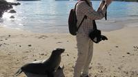 Galapagos - Santa Fee - Seelöwen am Strand