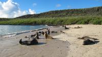 Galapagos - Santa Fee - Seelöwen am Strand