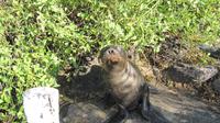 Galapagos - Santa Fee - Seelöwen am Strand