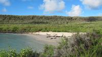 Galapagos - Santa Fee - Seelöwen am Strand