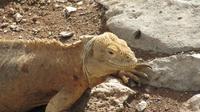 Galapagos - Santa Fee - Gelber Landleguan