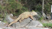 Galapagos - Santa Fee - Gelber Landleguan