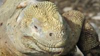 Galapagos - Santa Fee - Gelber Landleguan