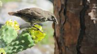Galapagos - Santa Fee - Galapagos-Fink auf KaktusblÜte