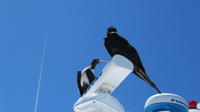 Galapagos - Santa Fee - Fregattvögel auf dem Schiff
