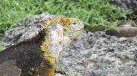 Galapagos -Plaza Sur - Gelber Landleguan