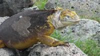 Galapagos -Plaza Sur -Gelber Landleguan