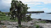 Galapagos -Plaza Sur -