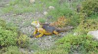 Galapagos -Plaza Sur -Gelber Landleguan