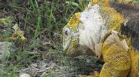 Galapagos -Plaza Sur -Gelber Landleguan